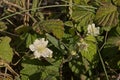 Flowering european dewberry - Rubus caesius