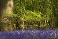 Sunny evening in a bluebells