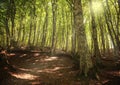 Sunny fagus forest in Gambarie di Aspromonte