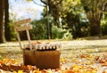 Sunny fall day in the park Royalty Free Stock Photo