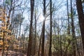 Sunny fall forest background in Massachusetts