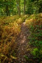 Autumn Nature Trail Royalty Free Stock Photo