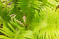 Sunny fern leaves. Green foliage, natural floral fern. Royalty Free Stock Photo
