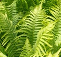 Sunny fern leaves for natural green texture and floral lace Royalty Free Stock Photo