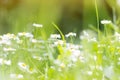 Sunny field of daisies; spring background Royalty Free Stock Photo