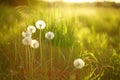 Sunny field with fluffy dandelion flowers in green grass at sunset Royalty Free Stock Photo