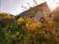 Sunny flower and facade