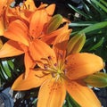 Sunny flower Lily garden awe