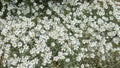 Sunny flower meadow is full of daisies Royalty Free Stock Photo