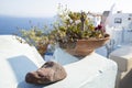 Sunny flower pot at oia, santorini, greece Royalty Free Stock Photo