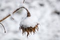 Sunny flower on a winter field Royalty Free Stock Photo