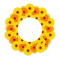 Sunny flowers. Royalty Free Stock Photo
