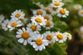 Sunny flowers macro