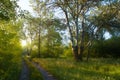 Sunny foggy morning in forest .