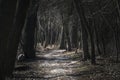 Sunny footpath in the dark forest Royalty Free Stock Photo