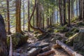 Sunny forest in Carpathian mountains Royalty Free Stock Photo