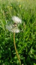 Summer scene old dandelion on the field Royalty Free Stock Photo