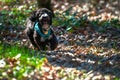 Sunny Forest Frolic: Little Maltipoo's Playful Run