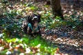 Sunny Forest Frolic: Little Maltipoo's Playful Run