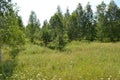 Sunny forest glade in the taiga Royalty Free Stock Photo