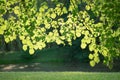 sunny forest, Green leaf background under sunlight. Natural and freshness ecology concept Royalty Free Stock Photo