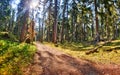 Sunny forest, Mullsjo, Jonkoping, Sweden Royalty Free Stock Photo