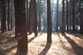Sunny forest scene Royalty Free Stock Photo