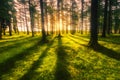 Sunny forest