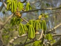 Youn green chestnut leafs in spring