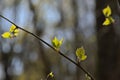 Sunny young birch leafs against dark tree trunks in the spring forest