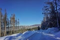 Sunny and frosty winter views - natural cross country sky track with forest landscape background