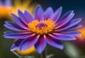 Sunny Garden Splendor Close-up of a Blossoming Flower with Vibrant Blue Purple and Yellow Tones Royalty Free Stock Photo