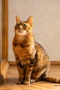 Sunny ginger cat. Cute domestic cat sitting in sunlight on balcony