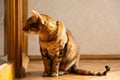 Sunny ginger cat. Cute domestic cat sitting in sunlight on balcony