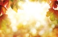 A sunny golden autumn leaves and sunset sky for thanksgiving backgrounds with a blurred foliage bokeh