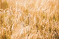 Sunny Golden Wheat Field Background