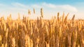 Sunny golden wheat field with blue sky