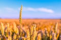 Sunny golden wheat field with blue sky