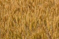 Golden wheat field background, filled frame Royalty Free Stock Photo