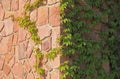Sunny granite wall corner with branches of creeping vine, texture, background Royalty Free Stock Photo