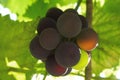 Sunny grapes in the summer garden Royalty Free Stock Photo