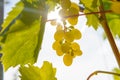 Sunny grapes Royalty Free Stock Photo