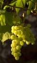 Sunny grapes hanging Royalty Free Stock Photo