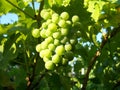 Sunny grapes Royalty Free Stock Photo