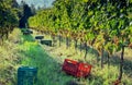 Sunny grapeyard area with plastic boxes for harvesting grape. Valleys landscape with grape plants Royalty Free Stock Photo