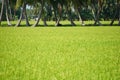 Fresh green rice field and coconut tree Royalty Free Stock Photo