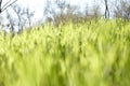 Sunny grassy lawn. Stock photo grass background