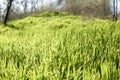 Sunny grassy lawn. Stock photo grass background