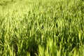 Sunny grassy lawn. Stock photo grass background