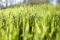 Sunny grassy lawn. Stock photo grass background